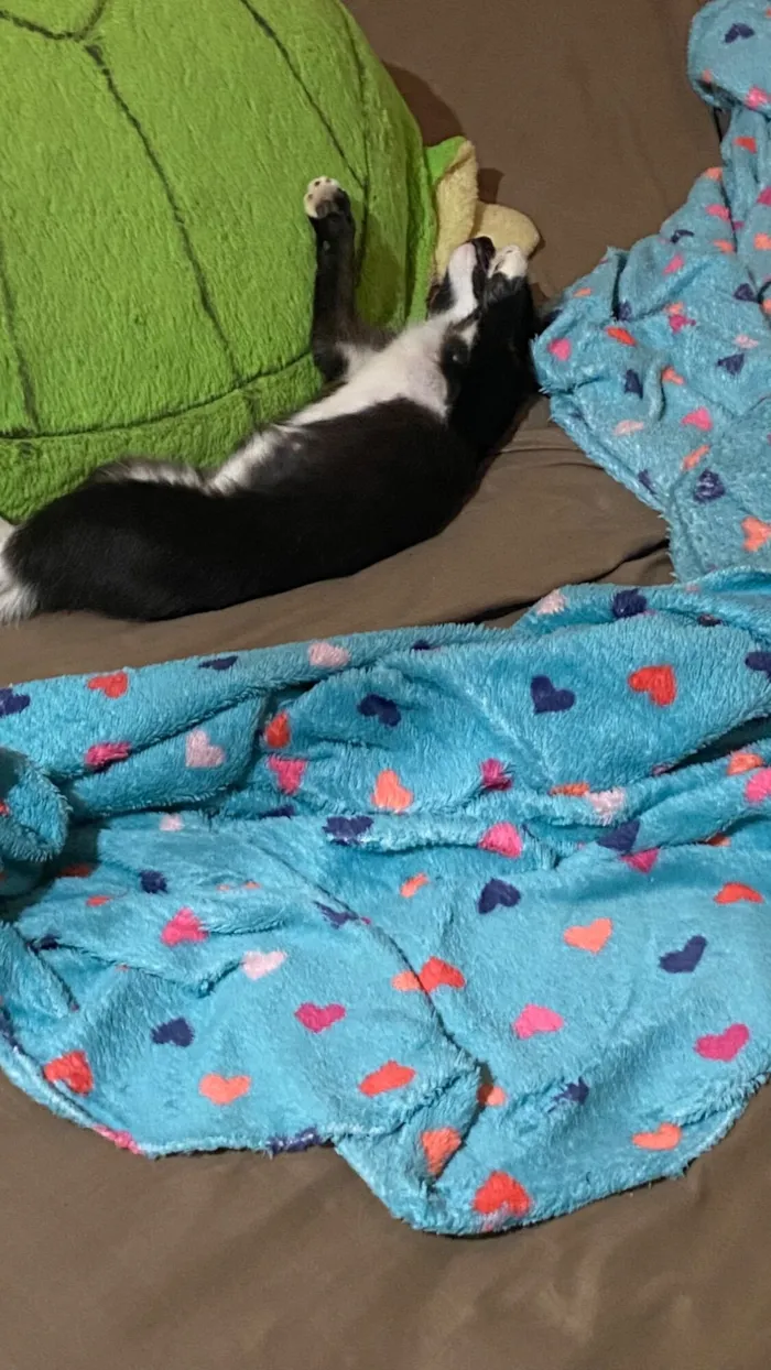 Gato raça SRD-ViraLata idade 1 ano nome Tom