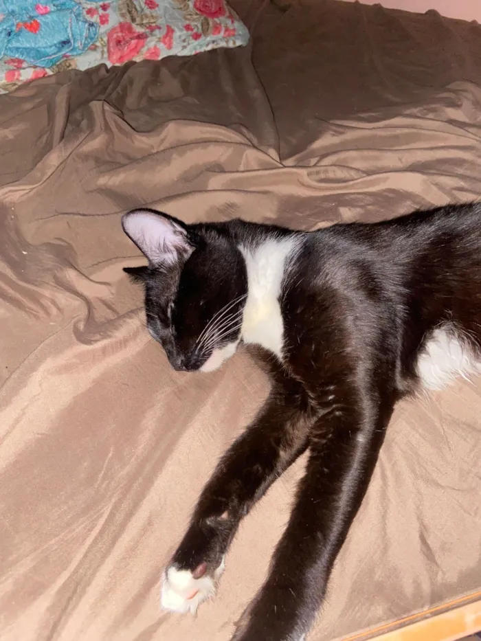 Gato raça SRD-ViraLata idade 1 ano nome Tom