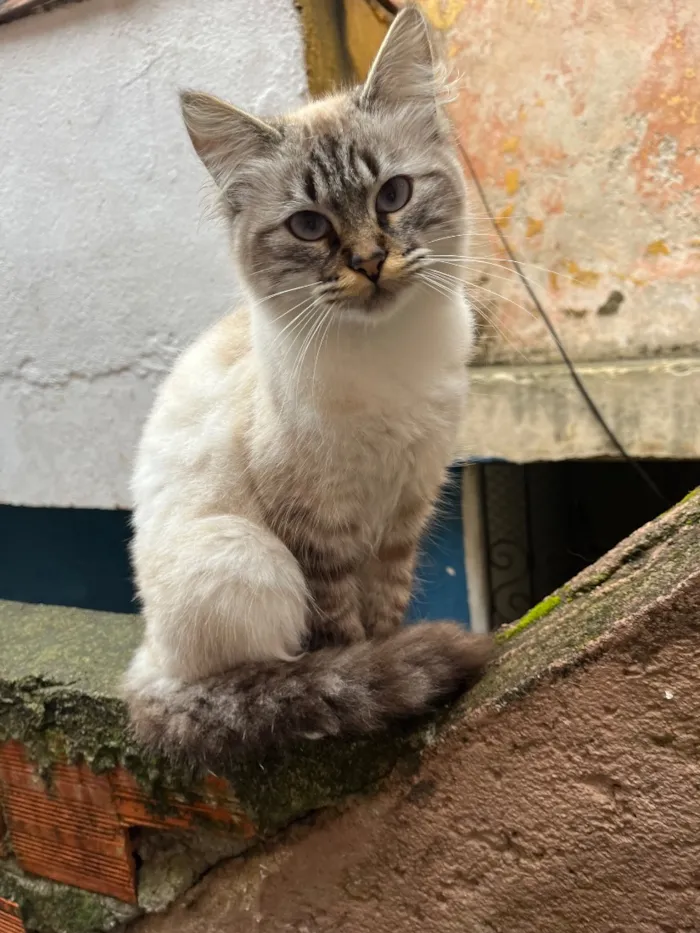 Gato raça SRD-ViraLata idade 1 ano nome Jade e Theo 
