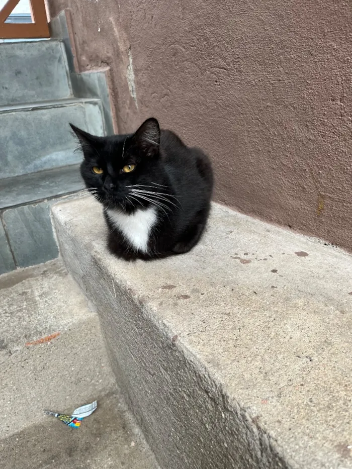 Gato raça SRD-ViraLata idade 1 ano nome Jade e Theo 