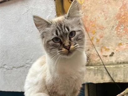Gato raça SRD-ViraLata idade 1 ano nome Jade e Theo 