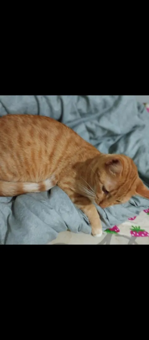 Gato raça SRD-ViraLata idade 2 a 6 meses nome Justin