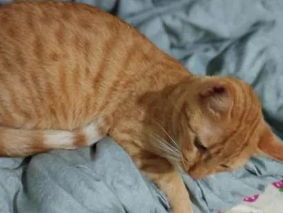 Gato raça SRD-ViraLata idade 2 a 6 meses nome Justin