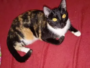 Gato raça SRD-ViraLata idade 7 a 11 meses nome Dita