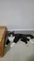 Gato 1 e Gato 2