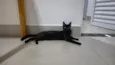 Gato 1 e Gato 2