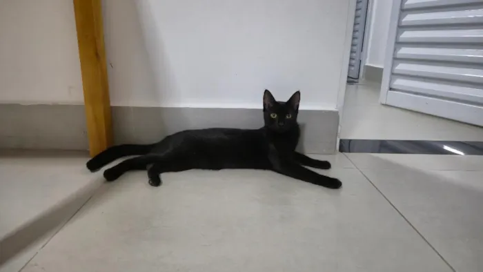 Gato raça SRD-ViraLata idade 1 ano nome Gato 1 e Gato 2
