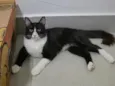 Gato 1 e Gato 2