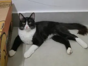 Gato raça SRD-ViraLata idade 1 ano nome Gato 1 e Gato 2