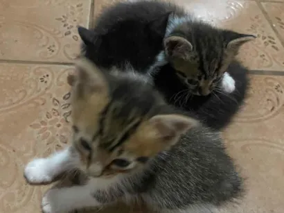 Gato raça SRD-ViraLata idade 2 a 6 meses nome Sem nomes