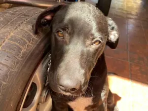 Cachorro raça Pit-Bull idade 2 a 6 meses nome Aslan