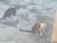 gatos