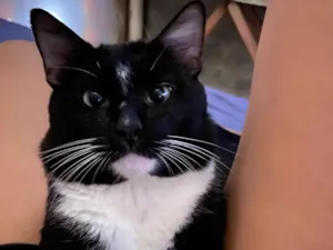 Gato raça SRD-ViraLata idade 1 ano nome Tom