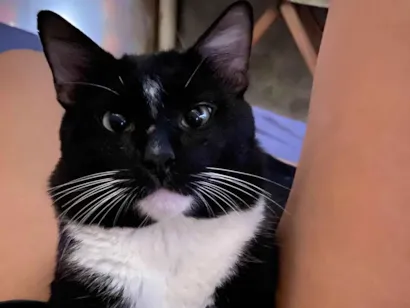 Gato raça SRD-ViraLata idade 1 ano nome Tom