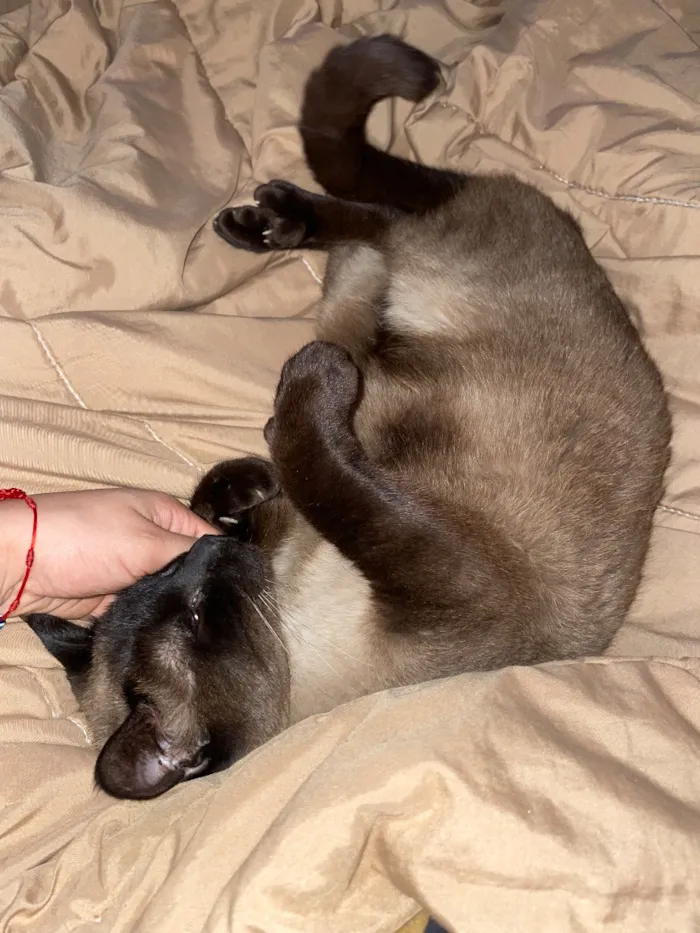 Gato raça Siamês idade 4 anos nome Luck 