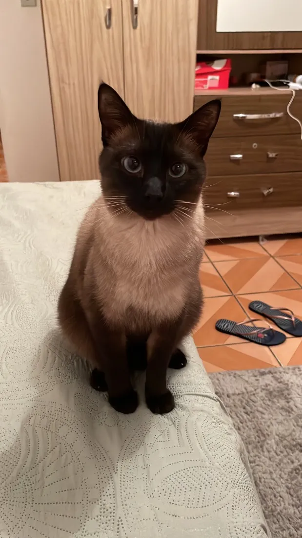 Gato raça Siamês idade 4 anos nome Luck 