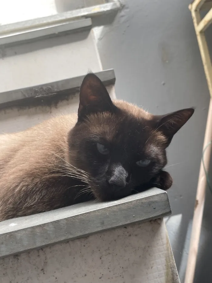 Gato raça Siamês idade 4 anos nome Luck 