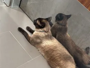 Gato raça Siamês idade 4 anos nome Luck 