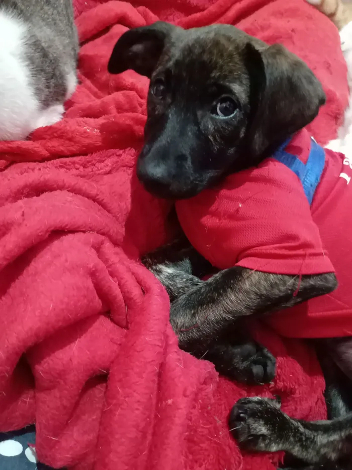 Cachorro raça SRD-ViraLata idade 2 a 6 meses nome Matilda