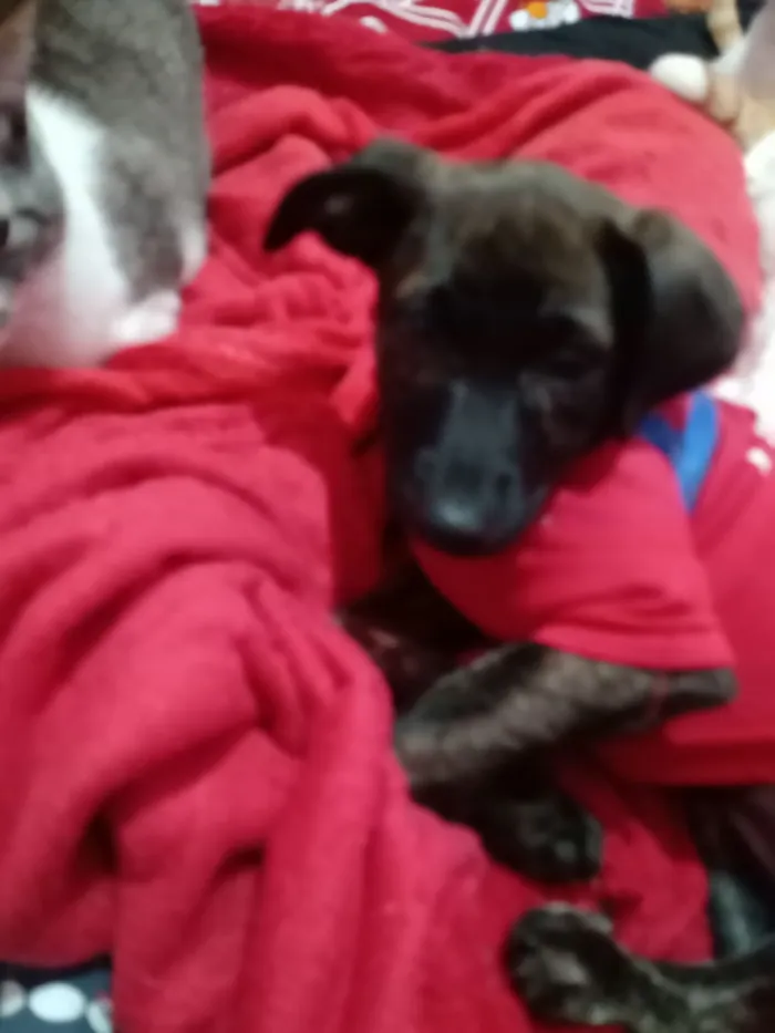 Cachorro raça SRD-ViraLata idade 2 a 6 meses nome Matilda