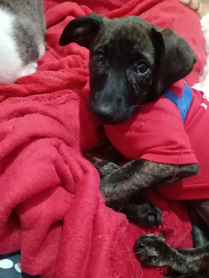 Cachorro raça SRD-ViraLata idade 2 a 6 meses nome Matilda