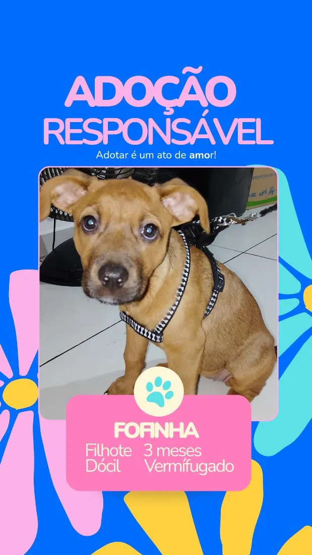 Cachorro raça SRD-ViraLata idade 2 a 6 meses nome Fofinha