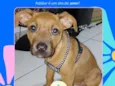 Fofinha