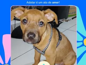 Cachorro raça SRD-ViraLata idade 2 a 6 meses nome Fofinha