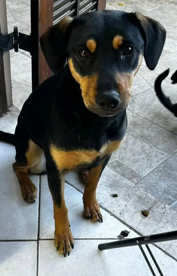 Cachorro raça SRD-ViraLata idade 1 ano nome violeta