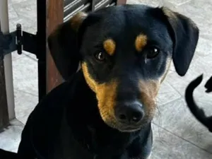 Cachorro raça SRD-ViraLata idade 1 ano nome violeta