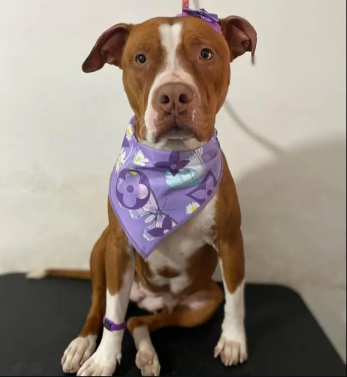 Cachorro raça Pit-Bull idade 3 anos nome Pandora 