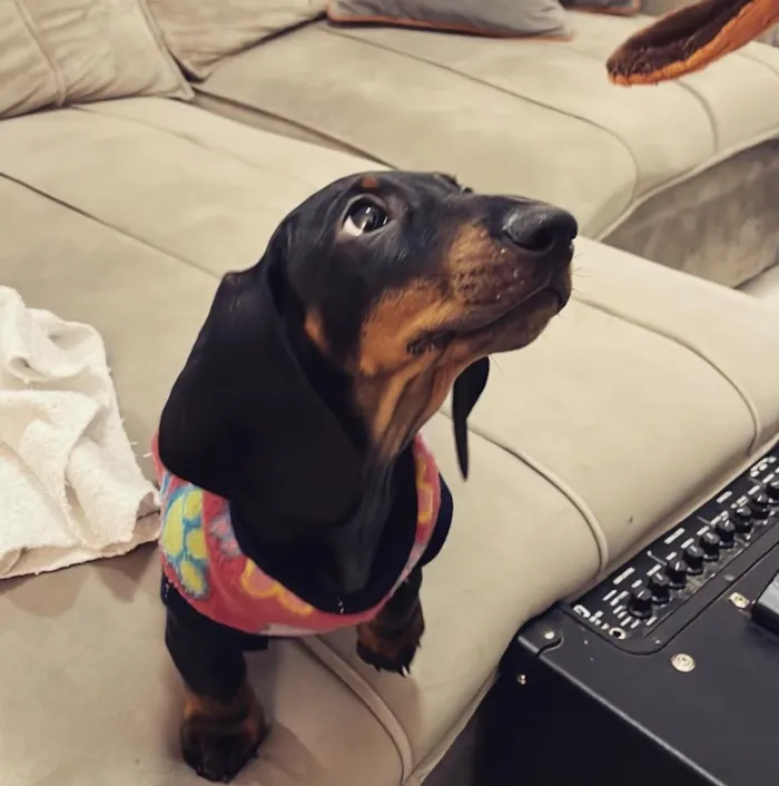Cachorro raça SRD-ViraLata idade 3 anos nome TINHO