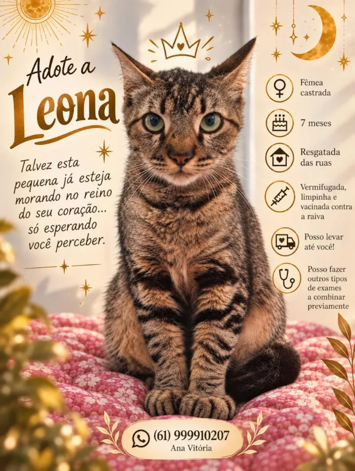 Gato raça SRD-ViraLata idade 7 a 11 meses nome Leona