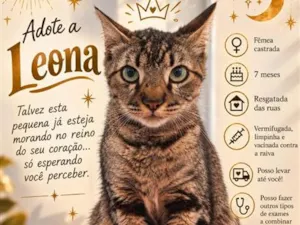 Gato raça SRD-ViraLata idade 7 a 11 meses nome Leona