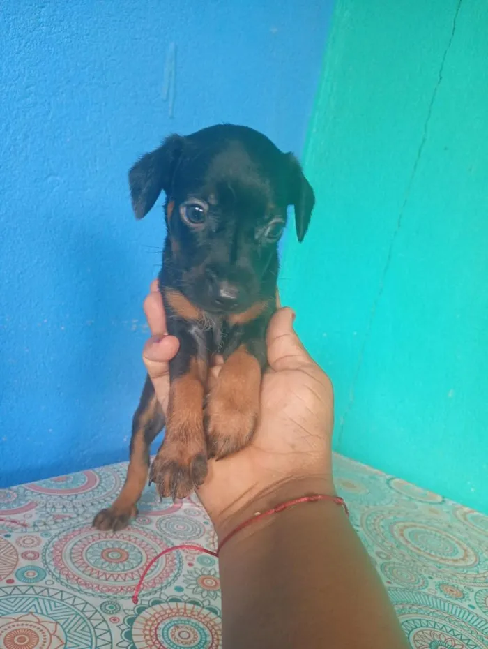 Cachorro raça SRD-ViraLata idade Abaixo de 2 meses nome não tem nome