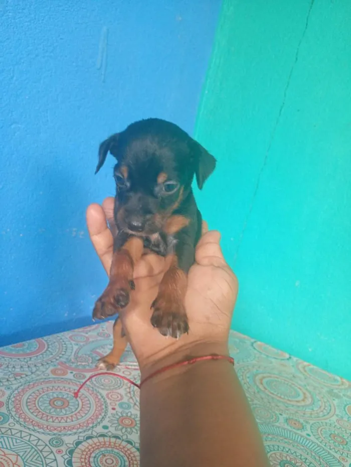 Cachorro raça SRD-ViraLata idade Abaixo de 2 meses nome não tem nome