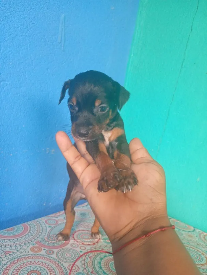 Cachorro raça SRD-ViraLata idade Abaixo de 2 meses nome não tem nome