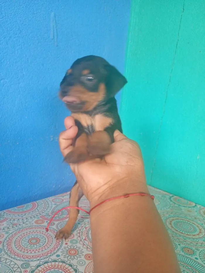 Cachorro raça SRD-ViraLata idade Abaixo de 2 meses nome não tem nome