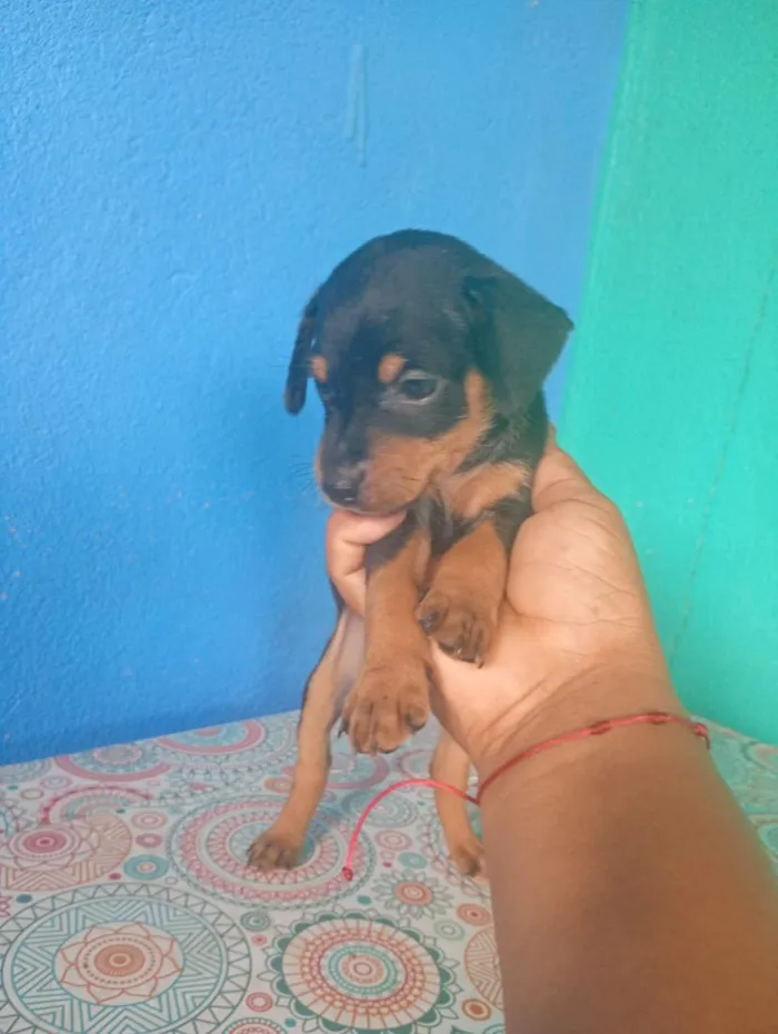 Cachorro raça SRD-ViraLata idade Abaixo de 2 meses nome não tem nome