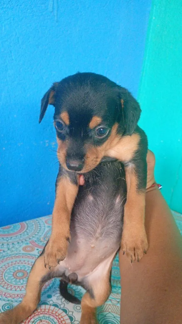 Cachorro raça SRD-ViraLata idade Abaixo de 2 meses nome não tem nome