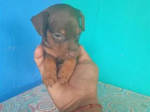 Cachorro raça SRD-ViraLata idade Abaixo de 2 meses nome não tem nome