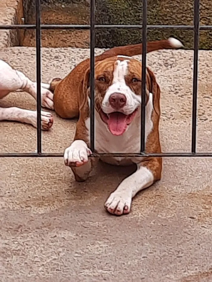 Cachorro raça Pit-Bull idade 1 ano nome perola