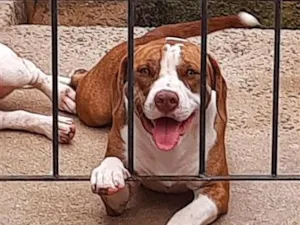 Cachorro raça Pit-Bull idade 1 ano nome perola