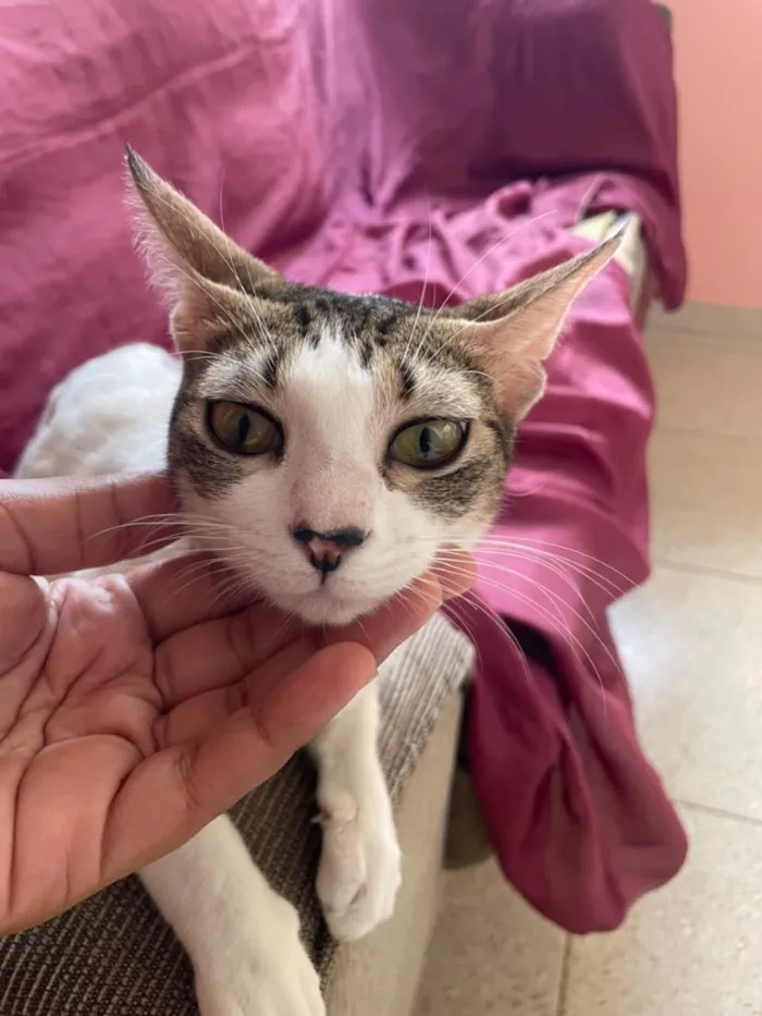 Gato raça SRD-ViraLata idade 1 ano nome samir