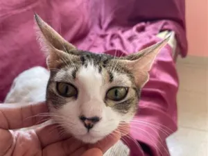 Gato raça SRD-ViraLata idade 1 ano nome samir