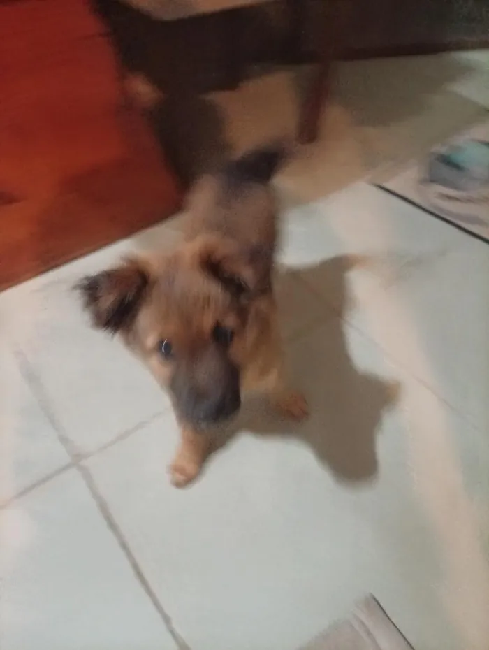 Cachorro raça SRD-ViraLata idade 2 a 6 meses nome spike