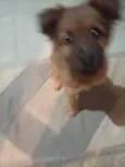 spike