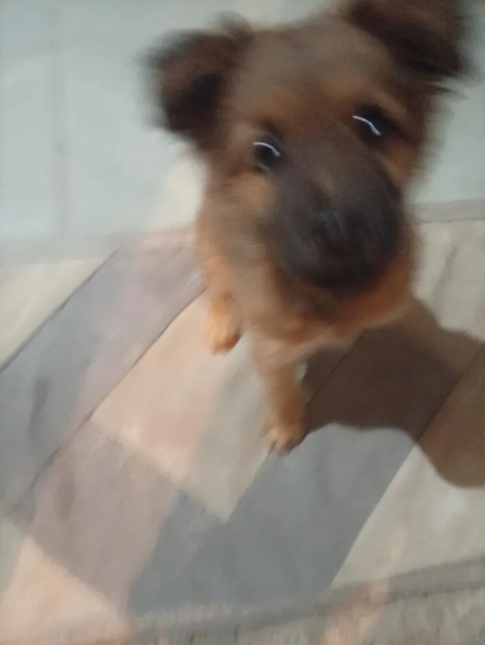 Cachorro raça SRD-ViraLata idade 2 a 6 meses nome spike