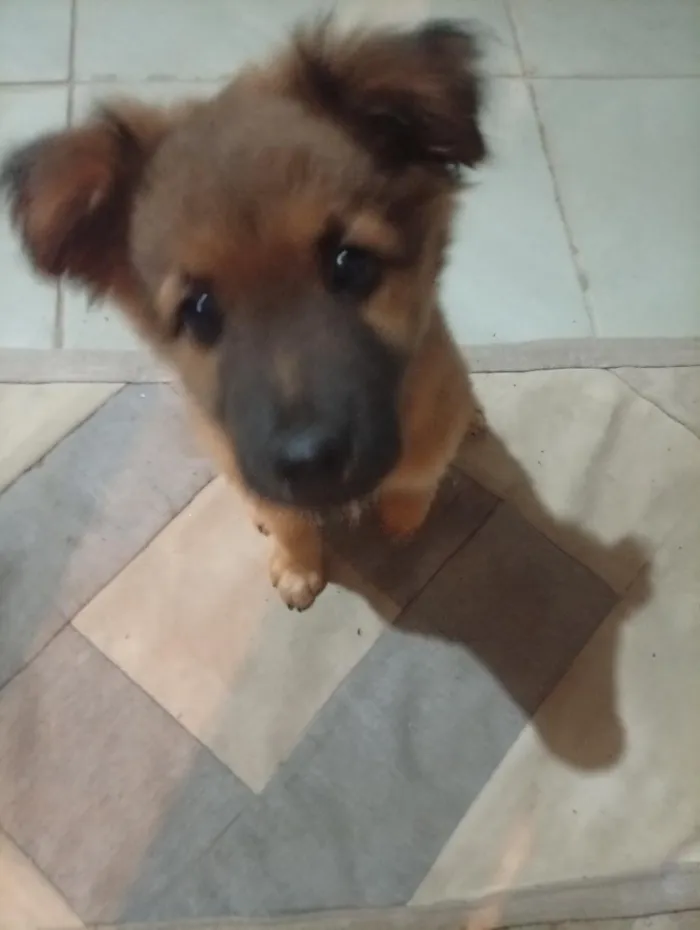 Cachorro raça SRD-ViraLata idade 2 a 6 meses nome spike