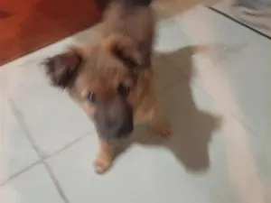 Cachorro raça SRD-ViraLata idade 2 a 6 meses nome spike